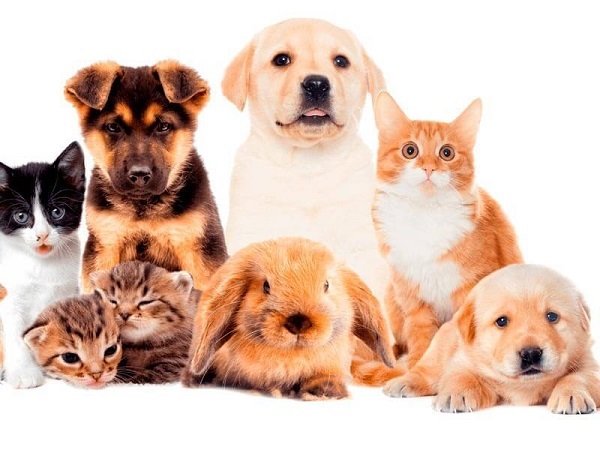 [Group Buy] Advanced Pet Healing Powerful Plus+11x(Extra Strong)